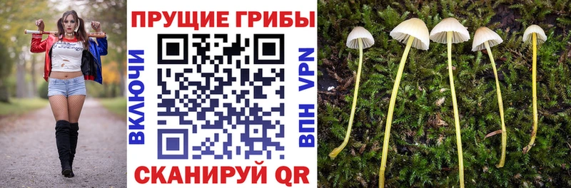 Купить Оса Галлюциногенные грибы MAGIC MUSHROOMS